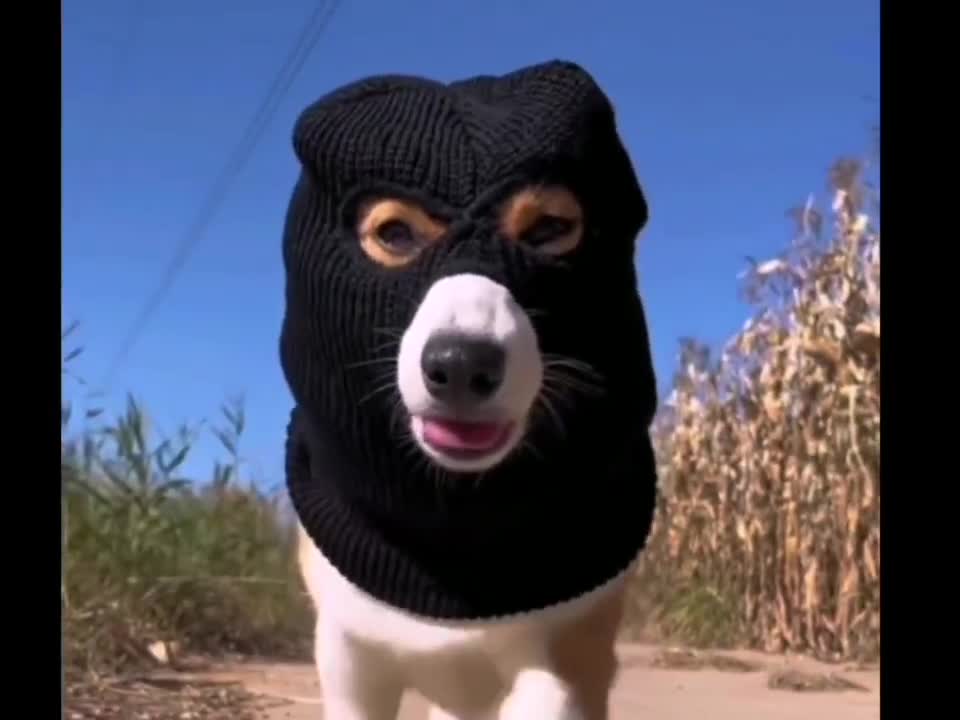 Underworld dog