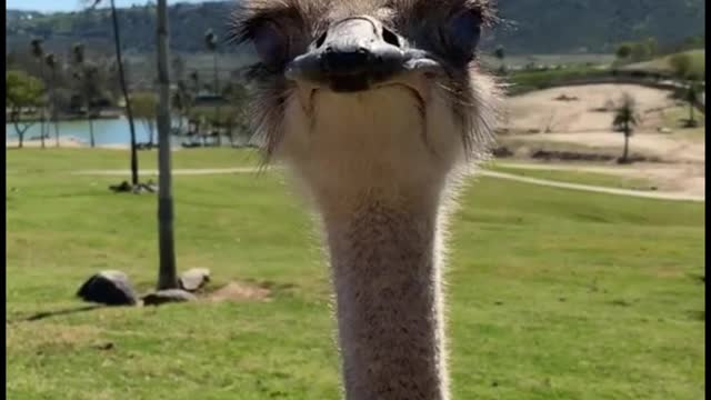 These ostriches are going round and round and they look really funny