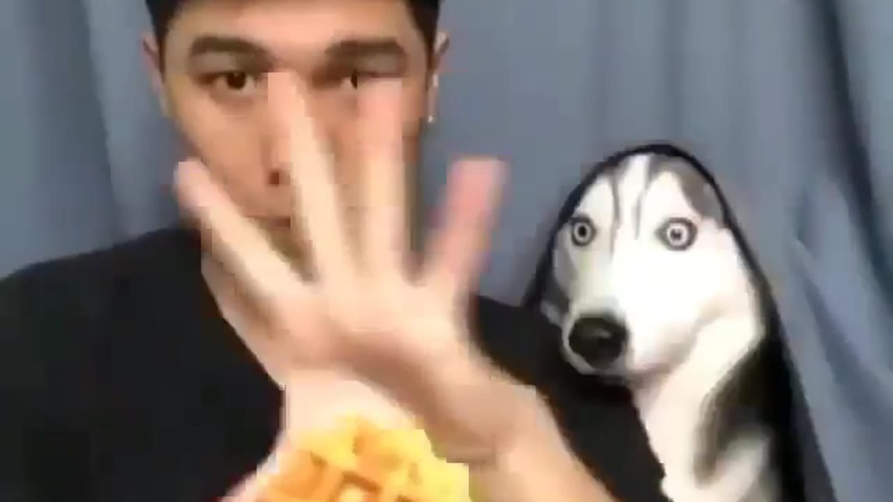 Stop looking at me funny Huskies video🐶🐶