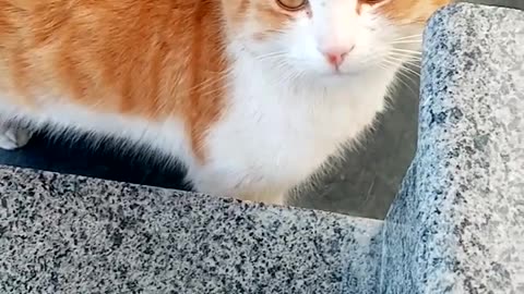 Cat lover