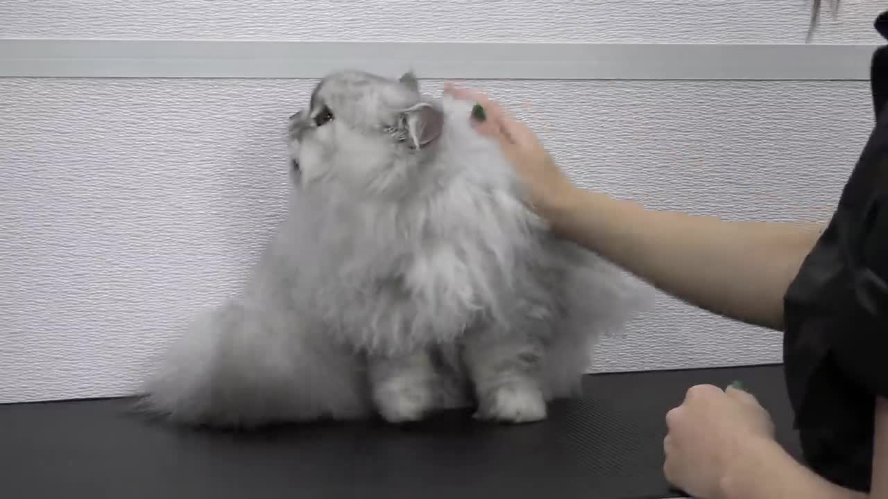 Are cats or dogs easier to groom Gorgeous HimalayanPersian