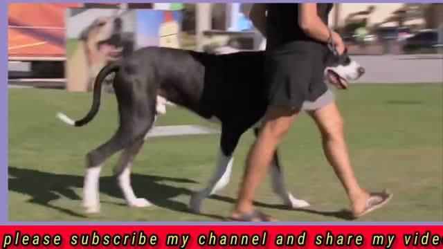 DOG TRAINING ENTERTAINMENT VIDEO