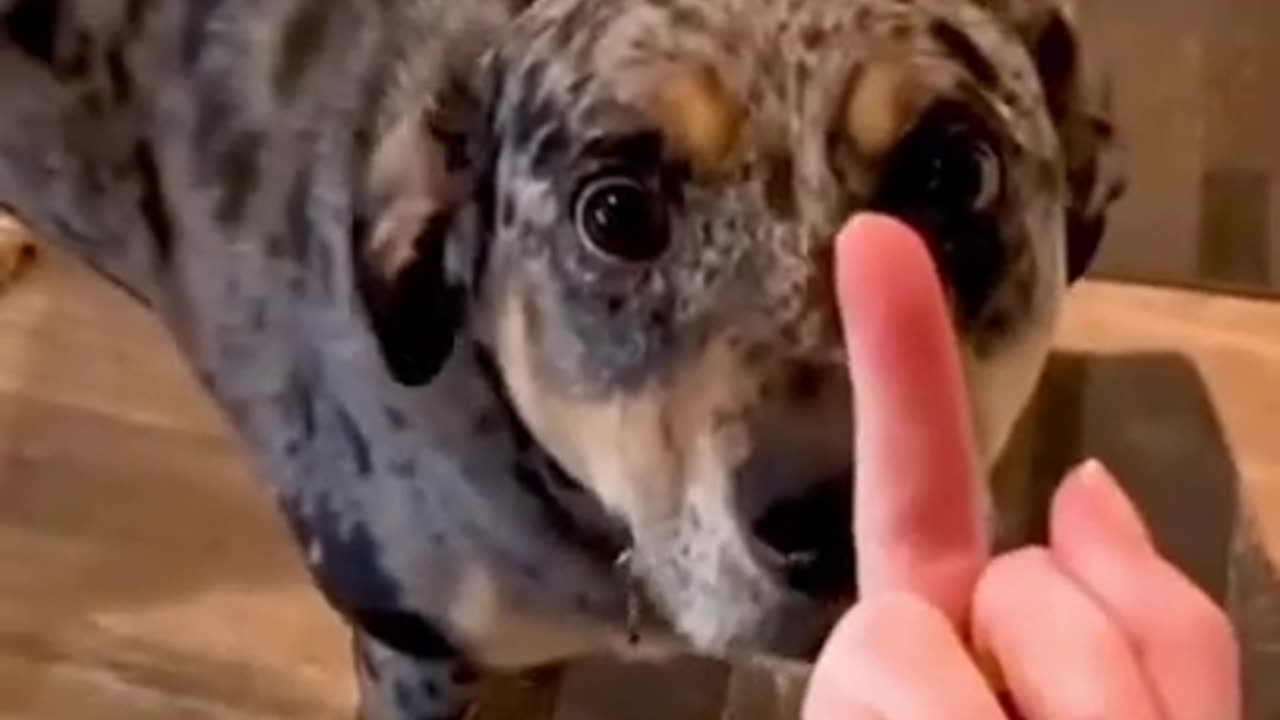 Dog’s Reaction In The Face Of The Middle Finger