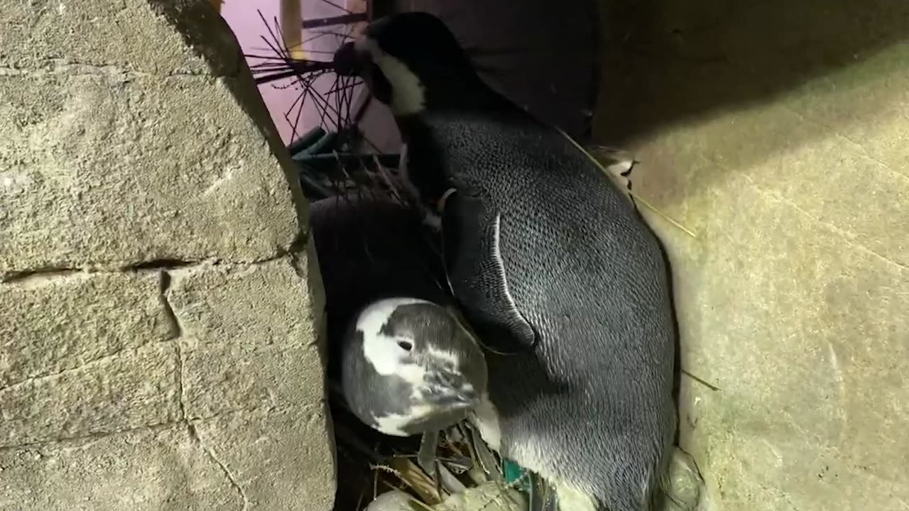 WELL WADDLE YOU KNOW: Magellanic Penguins Build Nests To Prepare For Annual Mating Season