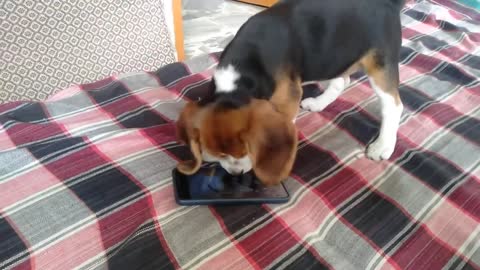 Beagle dog haappy nes