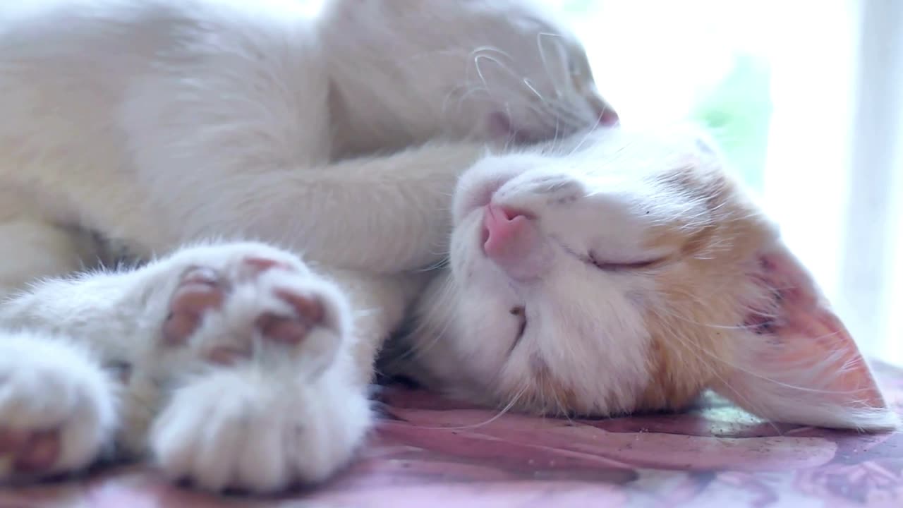 Transform Your Cat's Sleep with this Powerful Calming Mantra