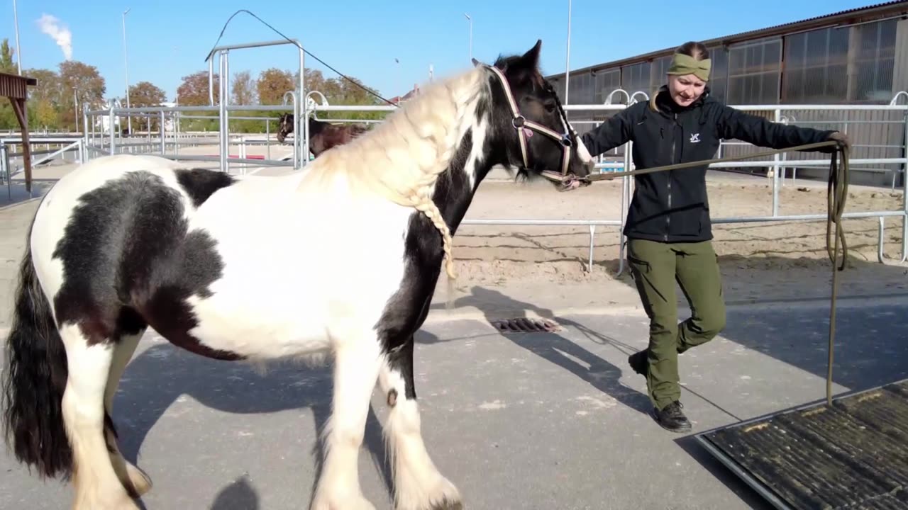 Verladetraining - Kursangebot der Equitanas-Reitsportanlage Zeitz