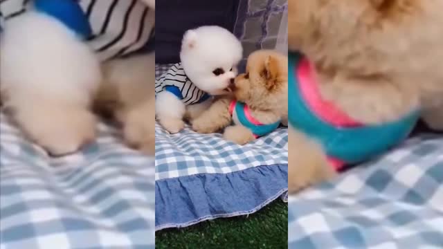 Funny and Cute Animals 🐱🐶video Compilation