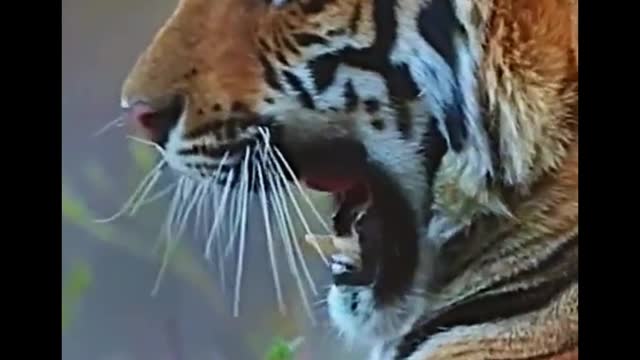 When you see a close-up of a tiger, it's strangely oppressive