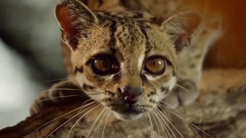 One animal with 14 faces