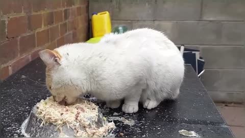 Two Hungry Stray Cats In My Yard