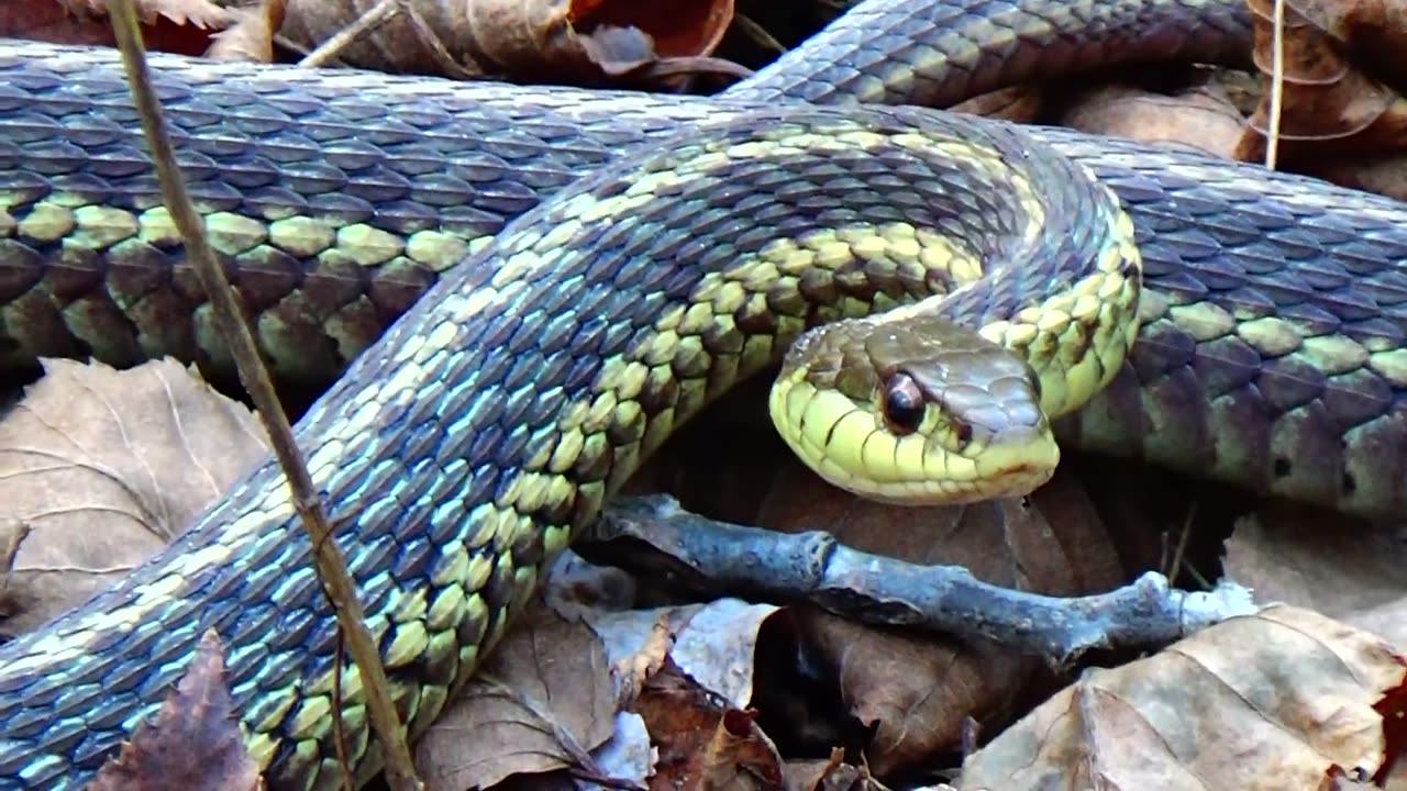 Garter Snake