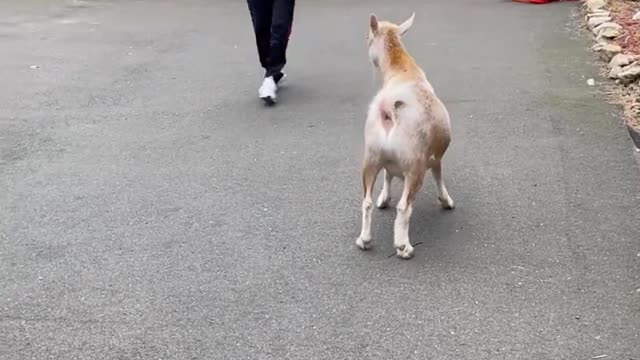 George the Basketball Playing Goat