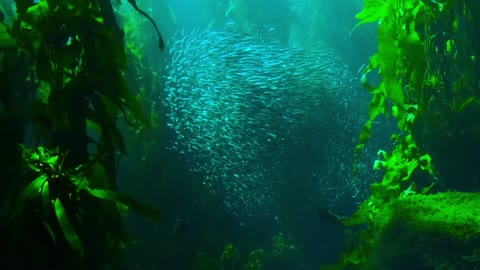 A group of fishes under water