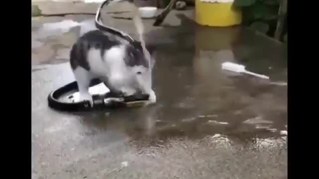 Funny Kitty