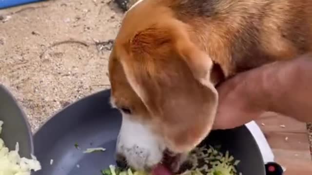 My beagle loves food