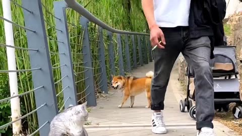 Dog run away after seeing the cat😅