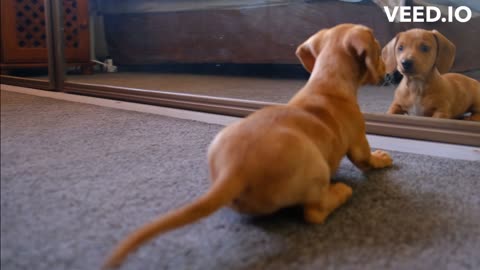 Funny dog seeing himself in mirror