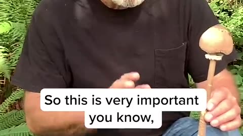 Paul Stamets with Parasol mushrooms