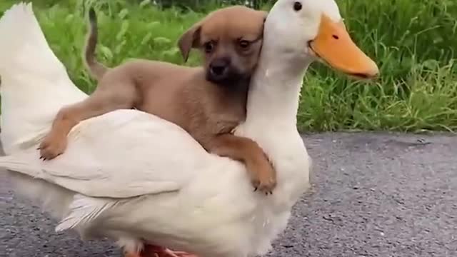 I want name this dog