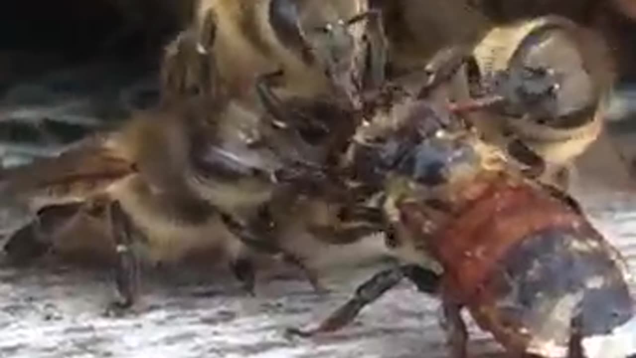 Bees band together to help friend in need