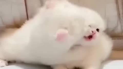 Funny cats 🤩🤩