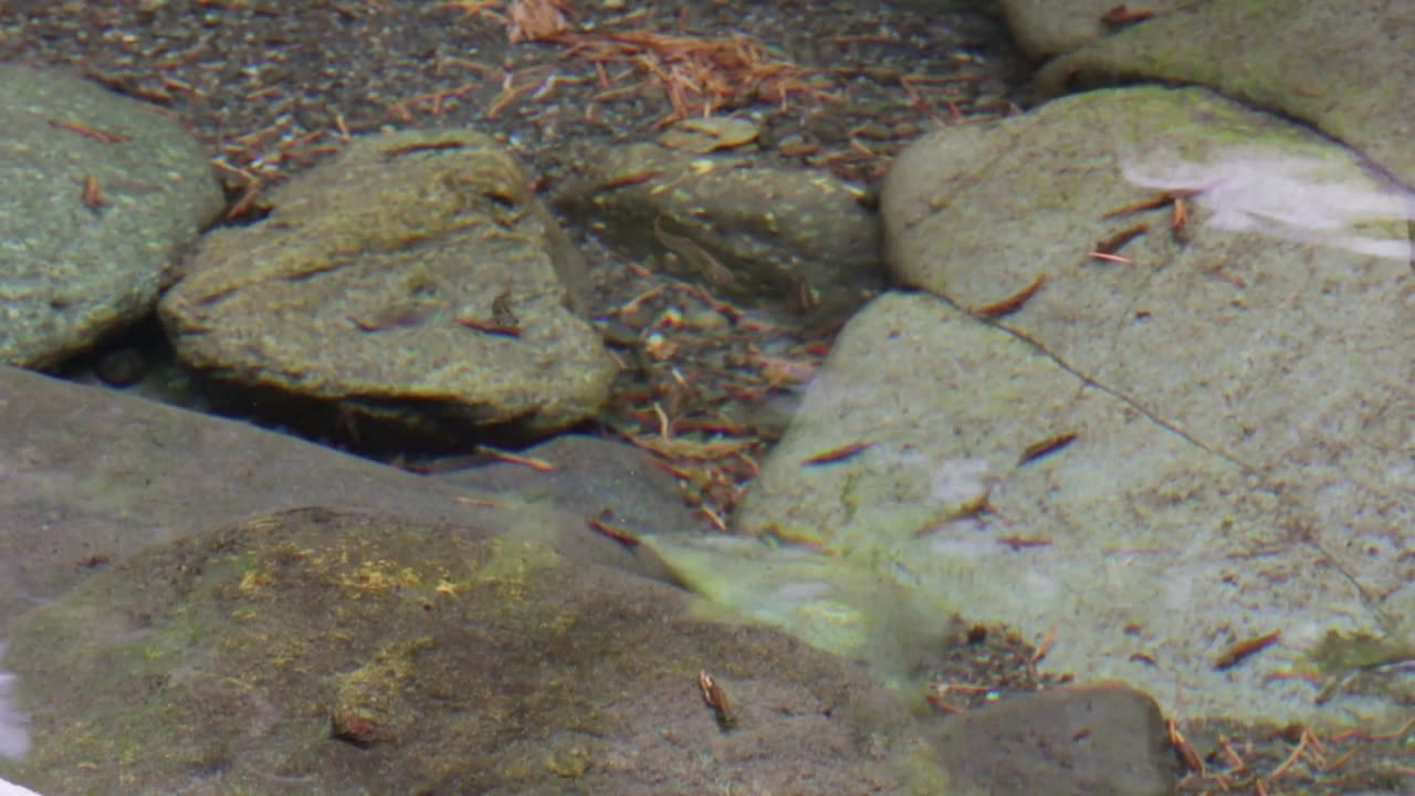 Rainbow Trout Fry