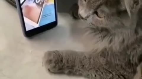 cute cat dance #funnycatvideos