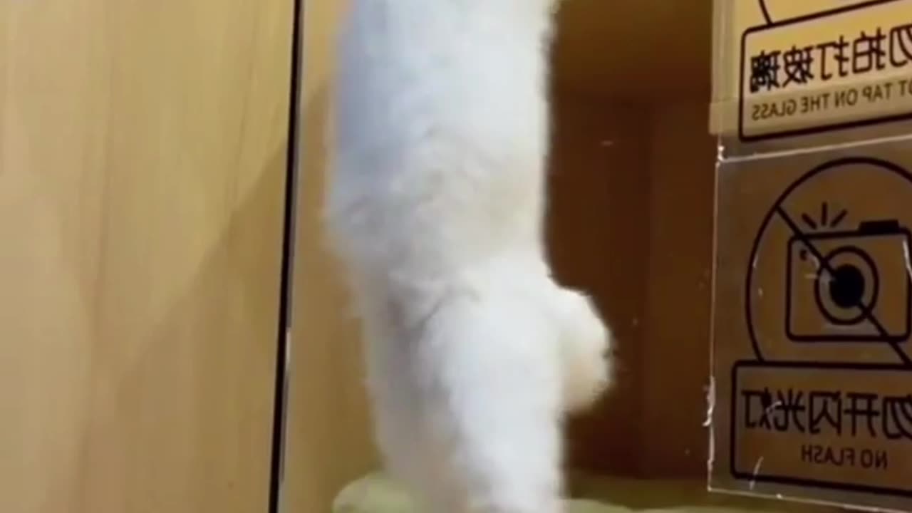 Dancing cat video 🤣🤣🤣