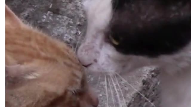 Cats Kissing