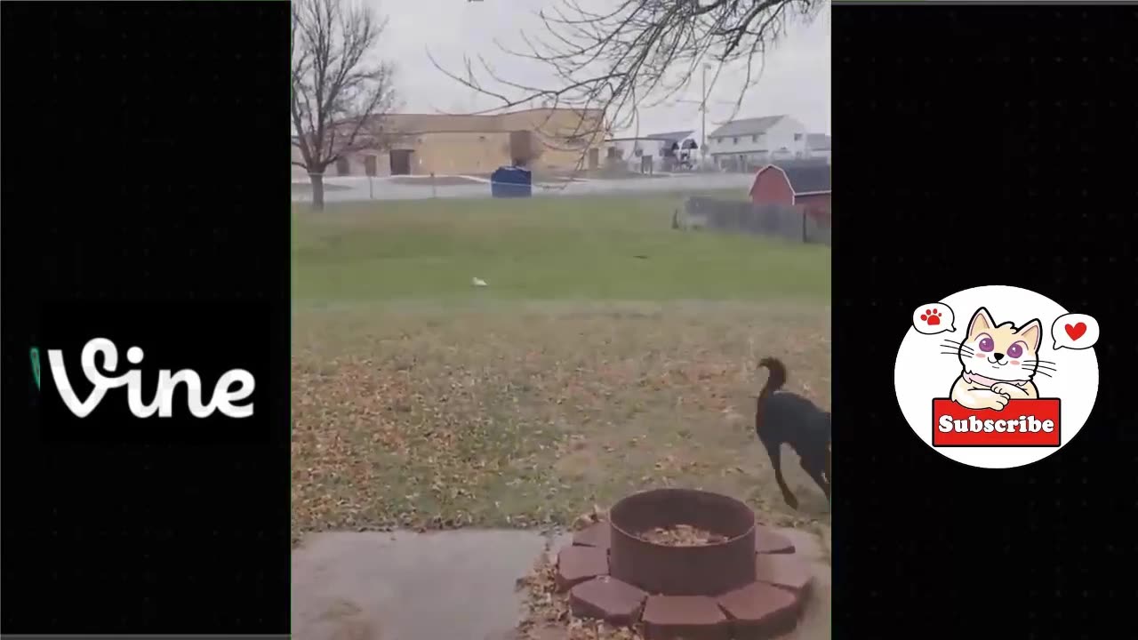 Best Funny Animal Videos Of The 2023 π€£ - Funniest Cats And Dogs Videos πΊπππΆ Funny cat & dog videos π