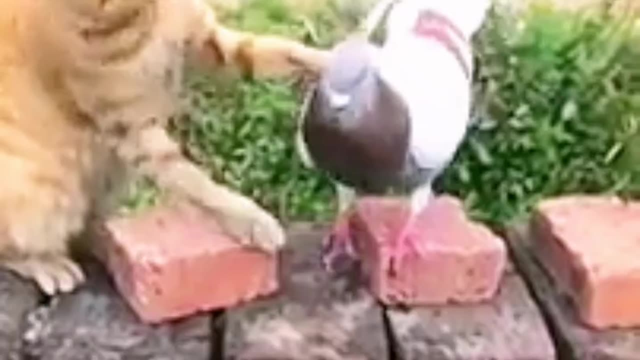 Funny 😁 and crazy 🤪 animals