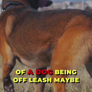 🐶💪 Safeguarding Dogs with Effective Training! 🐾