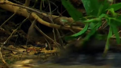capybara crocodile