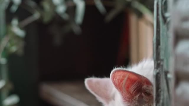 Happy animal