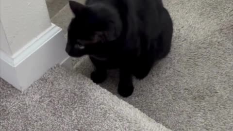 Adopting a Cat from a Shelter Vlog - Cute Precious Piper Likes to Keep in Shape #shorts