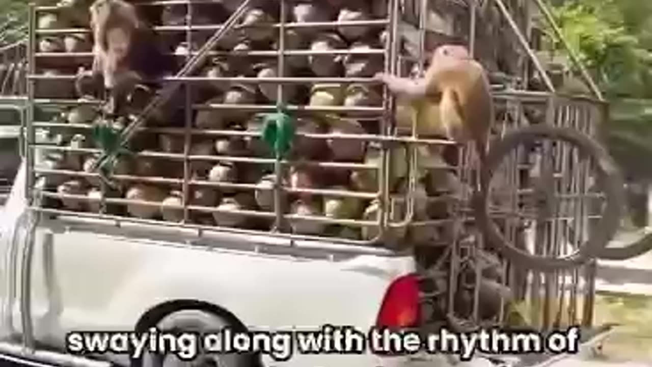 Funny Monkeys