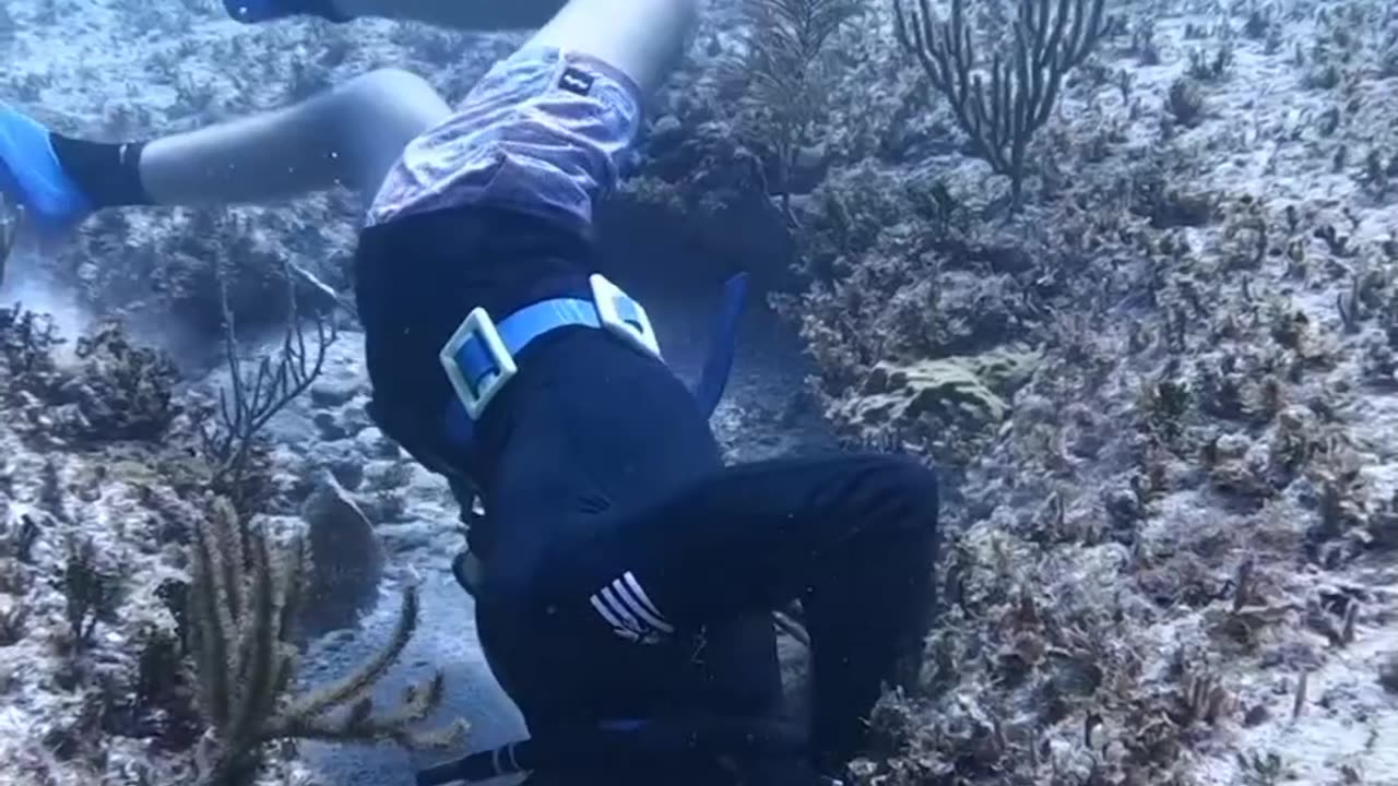 Amazing Spearfishing Of GLANT LOBSTER And Fish