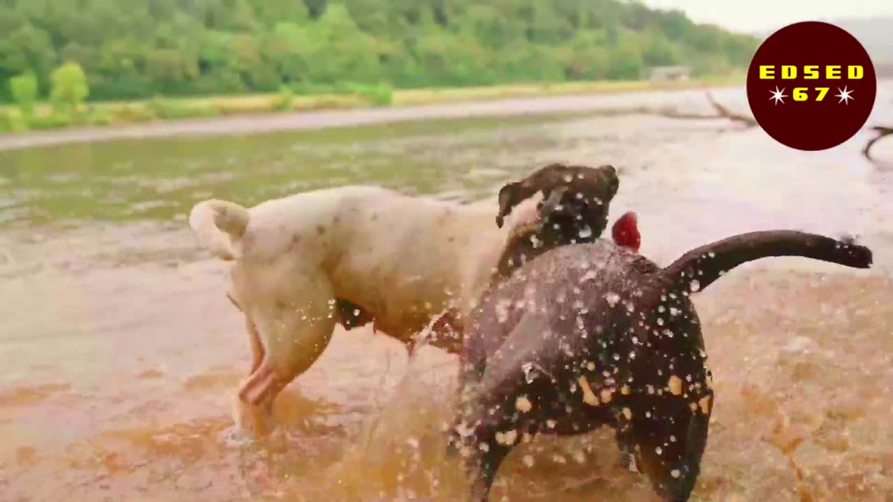 "Positive Vibes: The Joy of Dogs"