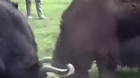 Black Yark fight very deadly 😨😨animal fight