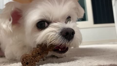 cute puppy eating chewing gum