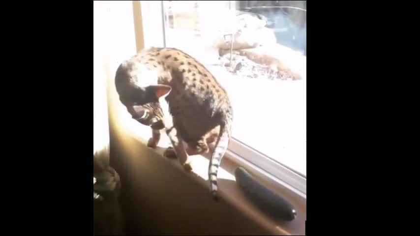 Cat Scared of Cucumber and Fell Down