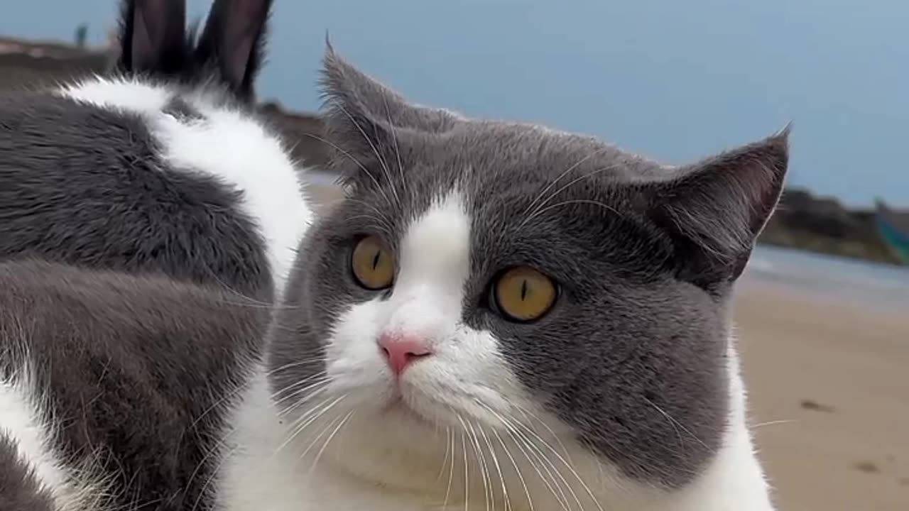 Funny cats,viral, America, England, comedy, short, beutiful, cute, funny