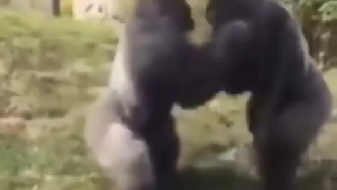 Cute and adorable animal behavior makes anyone happy to see it