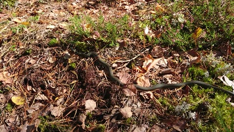 snake in forest