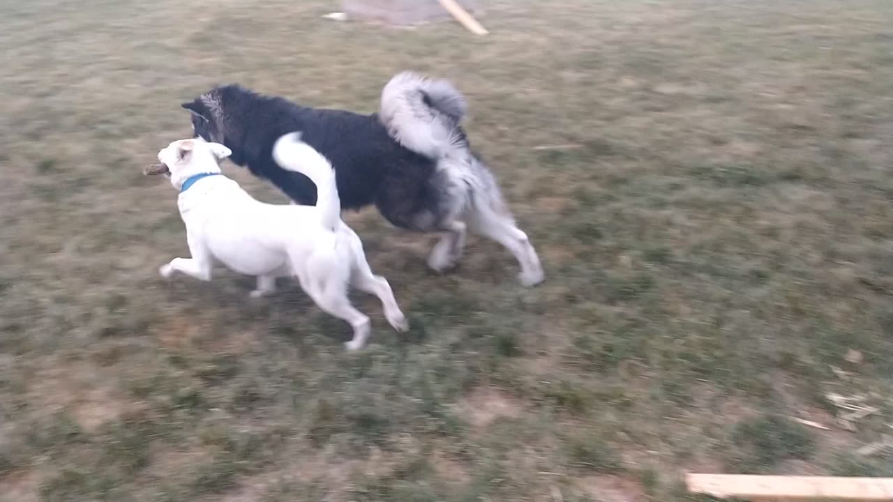 Malamute and Husky