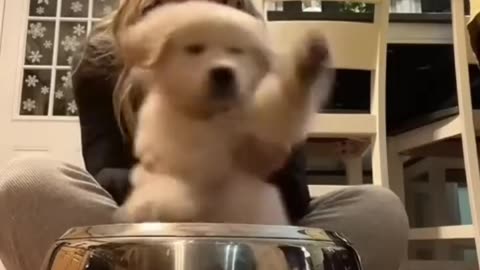 Top Funny Cute animals movements 😂