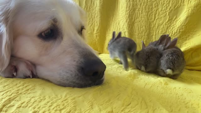 Golden Retriever Tries to Play with a Baby Bunnies!