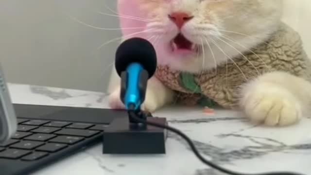 Cat singing viral videos ||cat funny video||