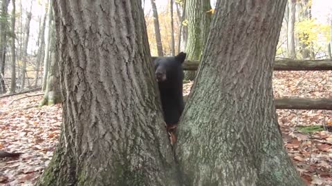 A Bluff Charge by a Black Bear - NOT A BLACK BEAR ATTACK